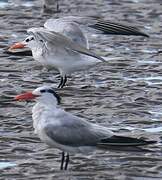 Royal Tern