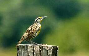 Eastern Meadowlark