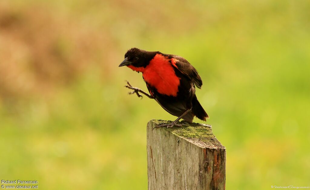 Red-breasted Blackbird male adult