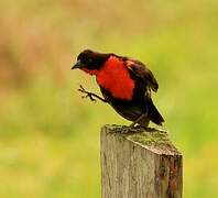 Red-breasted Meadowlark