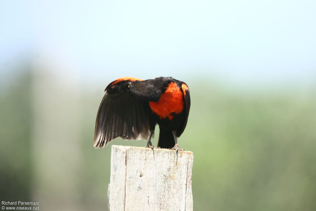 Red-breasted Meadowlark male adult