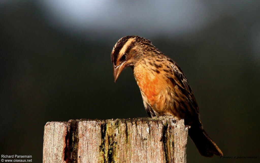 Red-breasted Meadowlark female adult