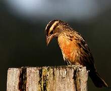 Red-breasted Meadowlark