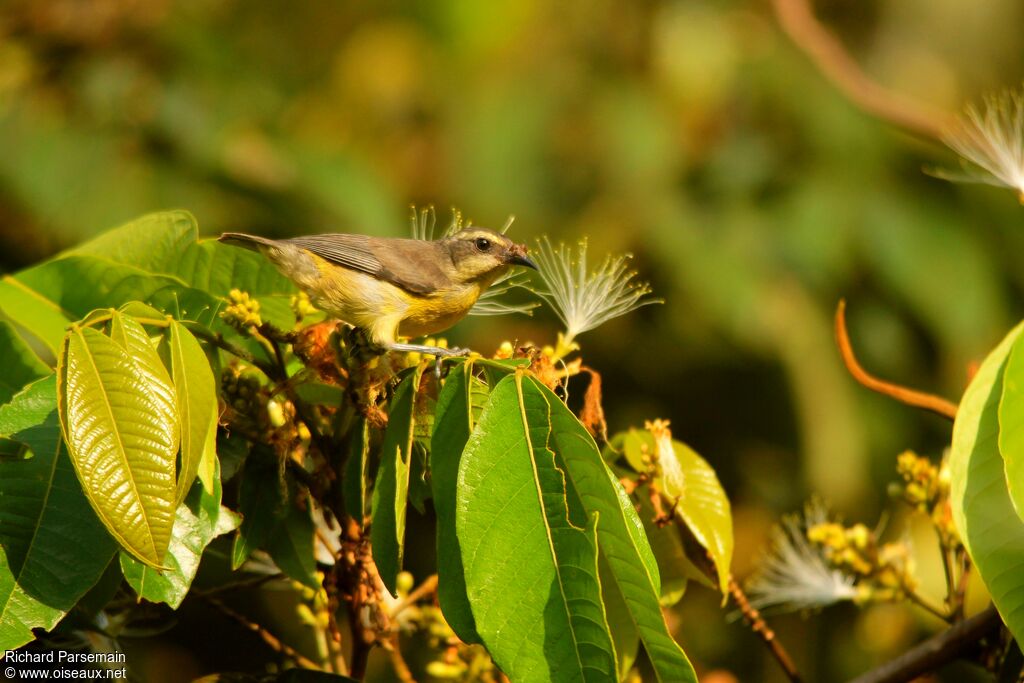 Bananaquitadult