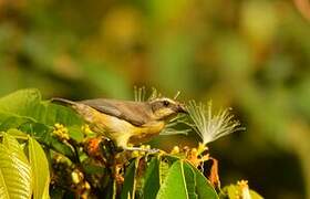 Bananaquit