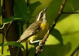 Bananaquit