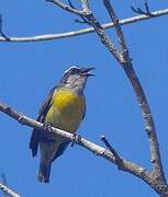 Bananaquit