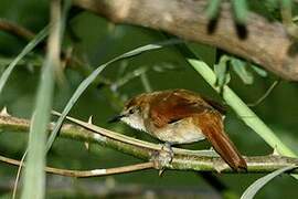 Yellow-chinned Spinetail