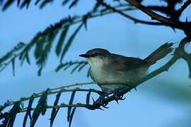 Yellow-chinned Spinetail