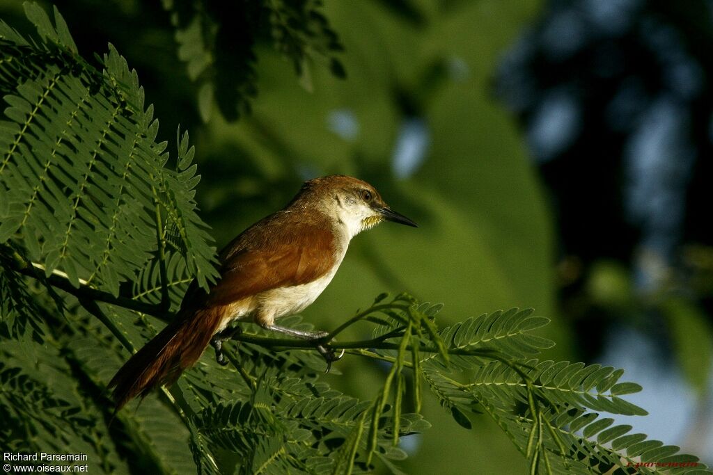 Yellow-chinned Spinetailadult