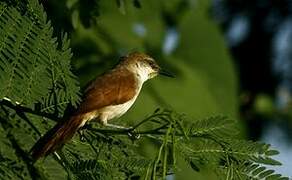 Yellow-chinned Spinetail