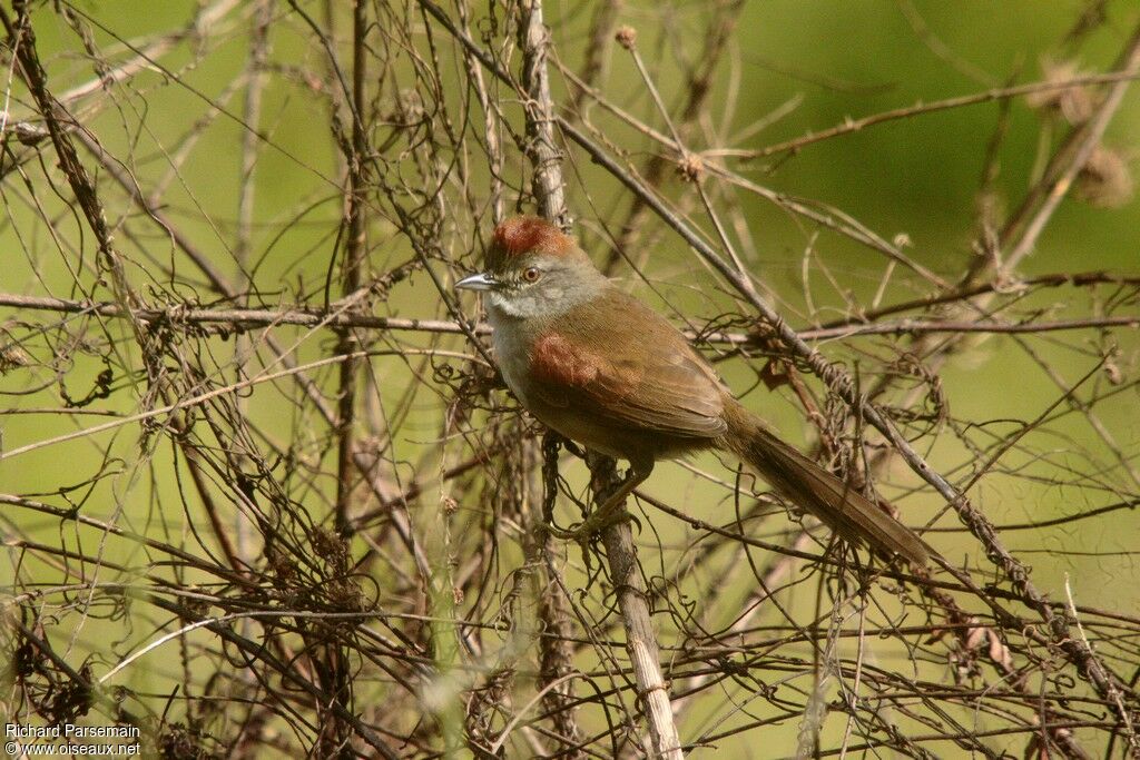 Pale-breasted Spinetailadult