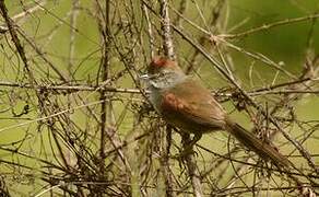 Pale-breasted Spinetail