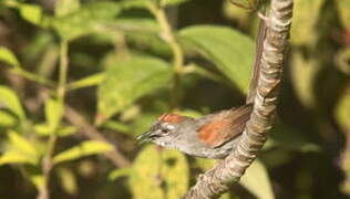 Pale-breasted Spinetail