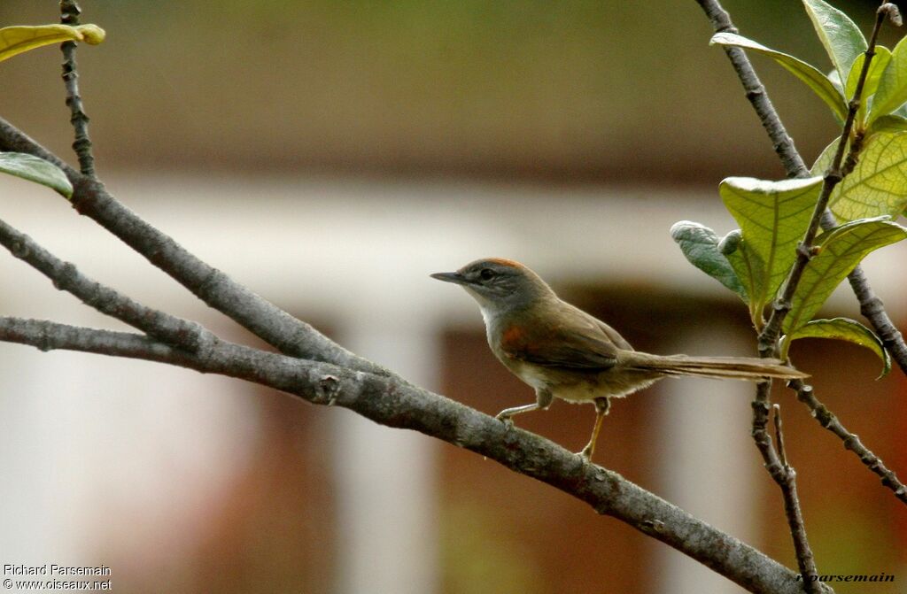 Pale-breasted Spinetailadult