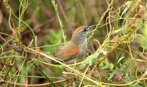 Pale-breasted Spinetail