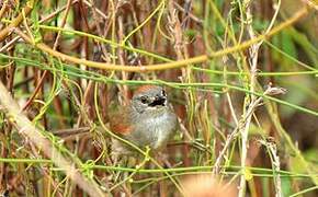 Pale-breasted Spinetail