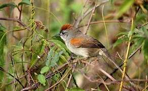 Pale-breasted Spinetail