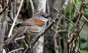 Pale-breasted Spinetail