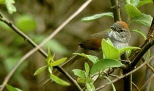 Pale-breasted Spinetail