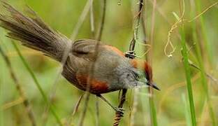 Pale-breasted Spinetail