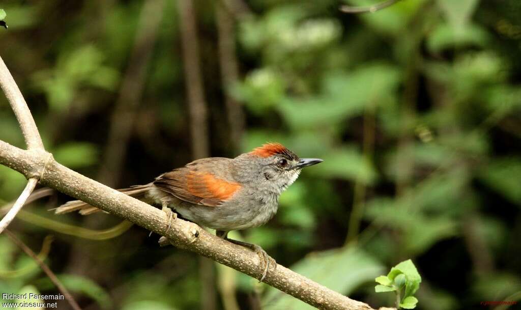 Pale-breasted Spinetailadult, identification