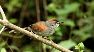 Pale-breasted Spinetail