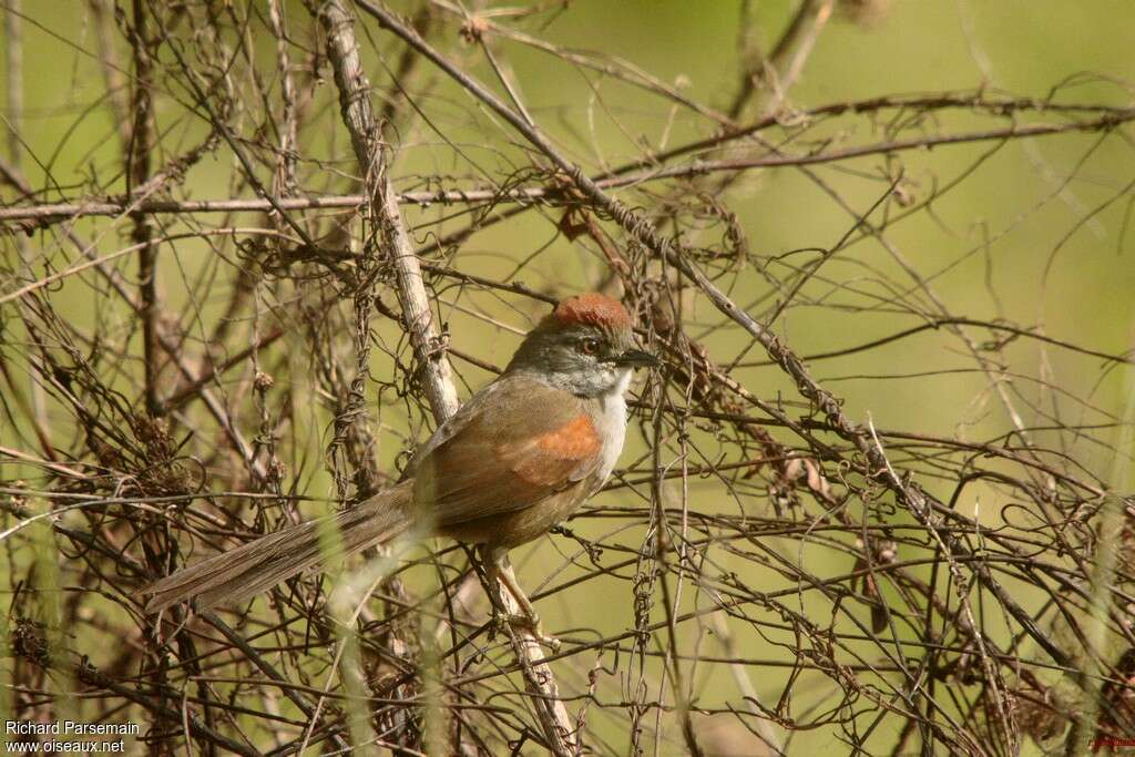 Pale-breasted Spinetailadult, identification