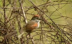 Pale-breasted Spinetail