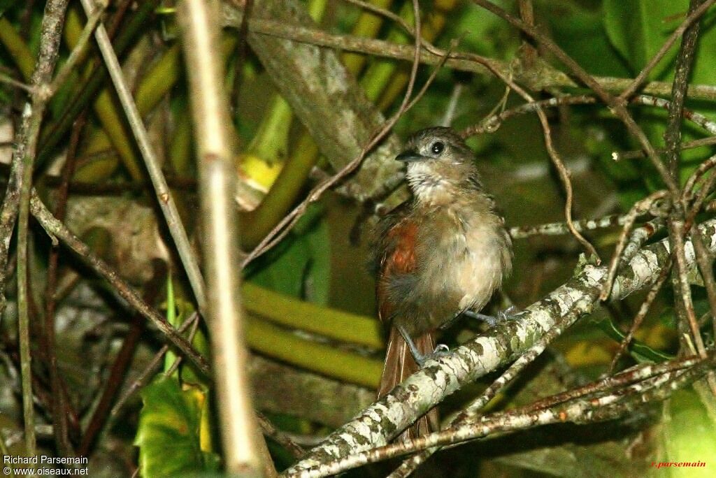 Plain-crowned Spinetailadult