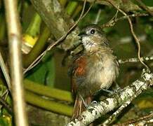 Plain-crowned Spinetail