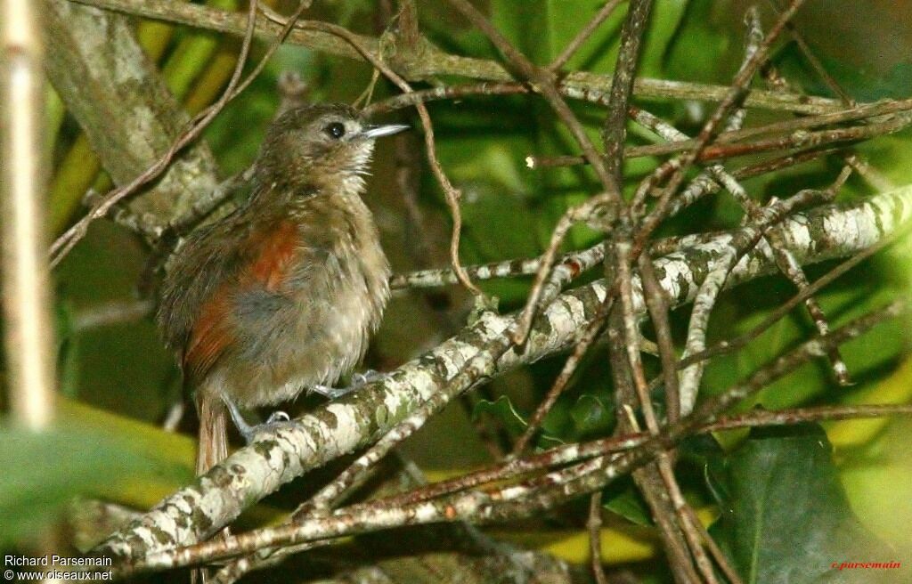 Plain-crowned Spinetailadult