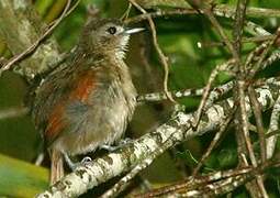 Plain-crowned Spinetail