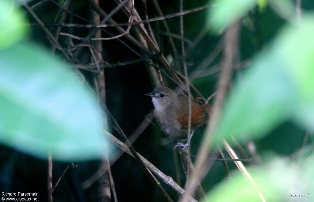 Plain-crowned Spinetailadult