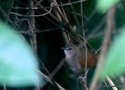 Plain-crowned Spinetail