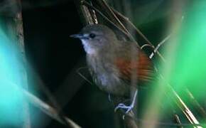 Plain-crowned Spinetail