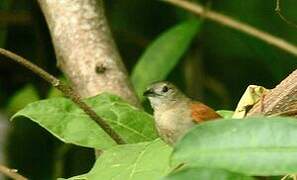 Plain-crowned Spinetail