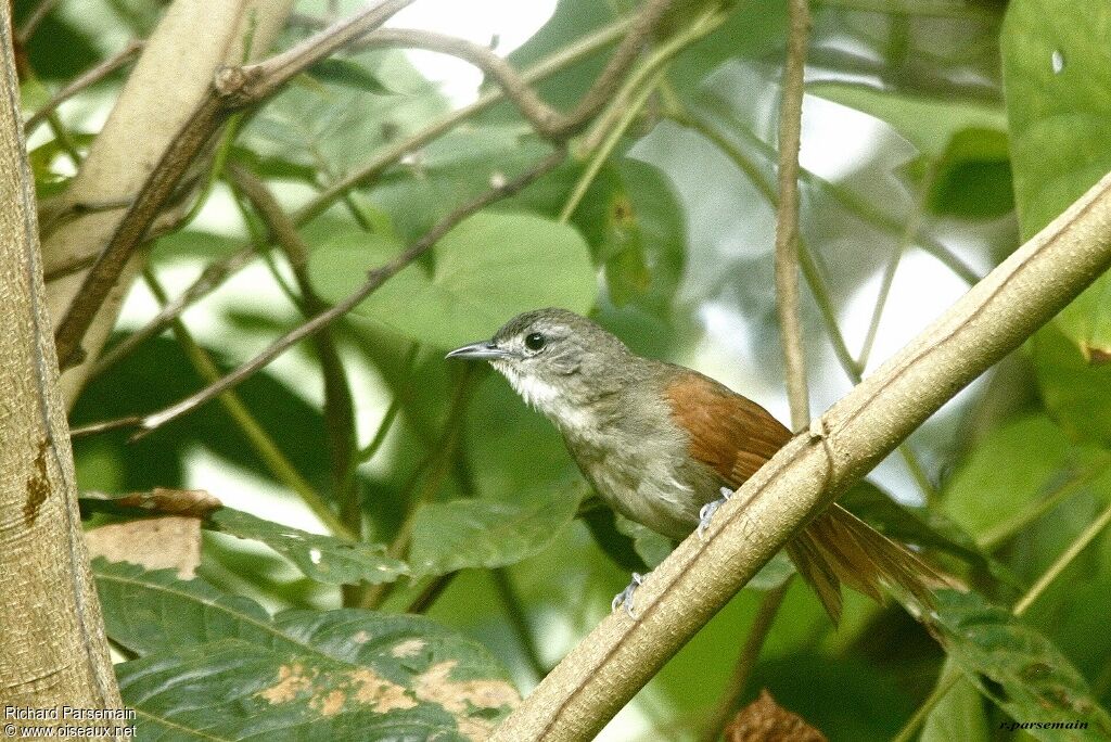 Plain-crowned Spinetailadult