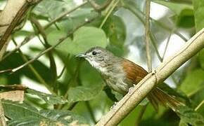 Plain-crowned Spinetail