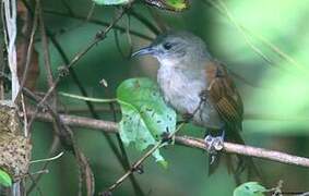 Plain-crowned Spinetail