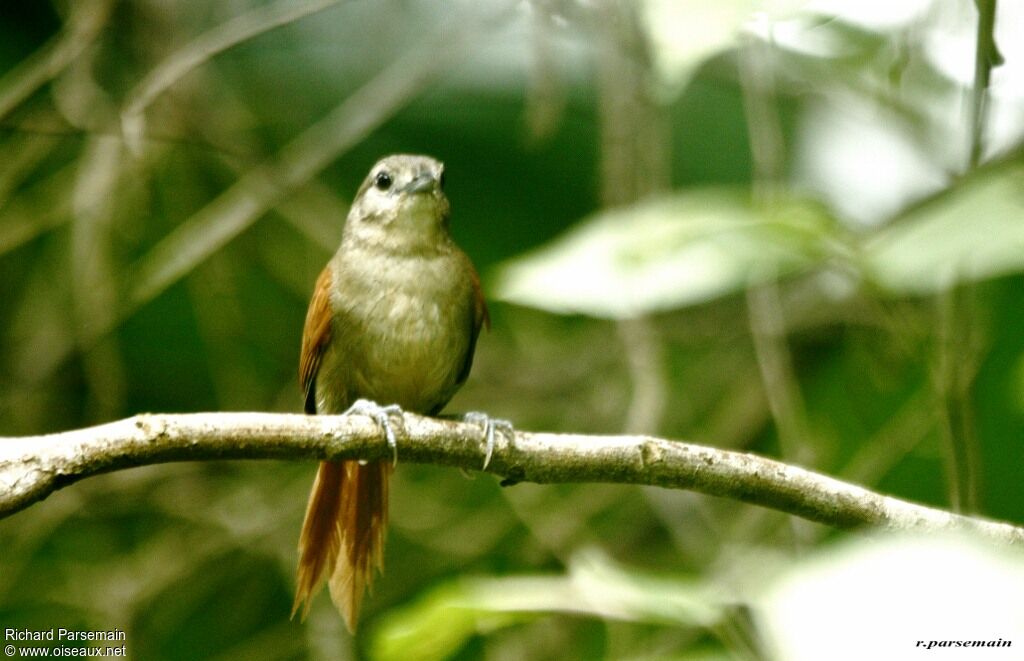 Plain-crowned Spinetailadult