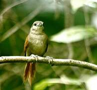 Plain-crowned Spinetail