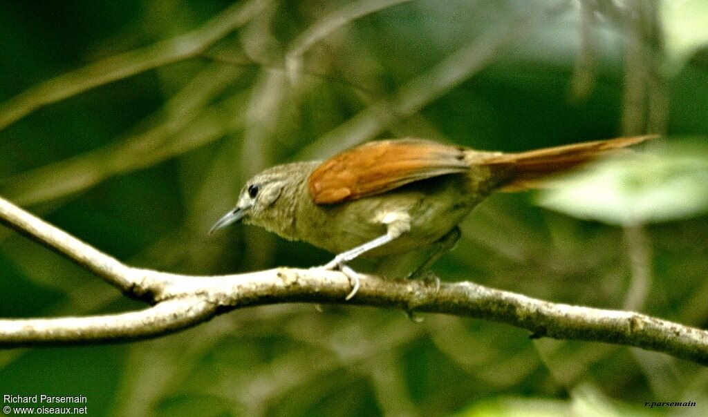 Plain-crowned Spinetailadult