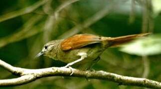 Plain-crowned Spinetail