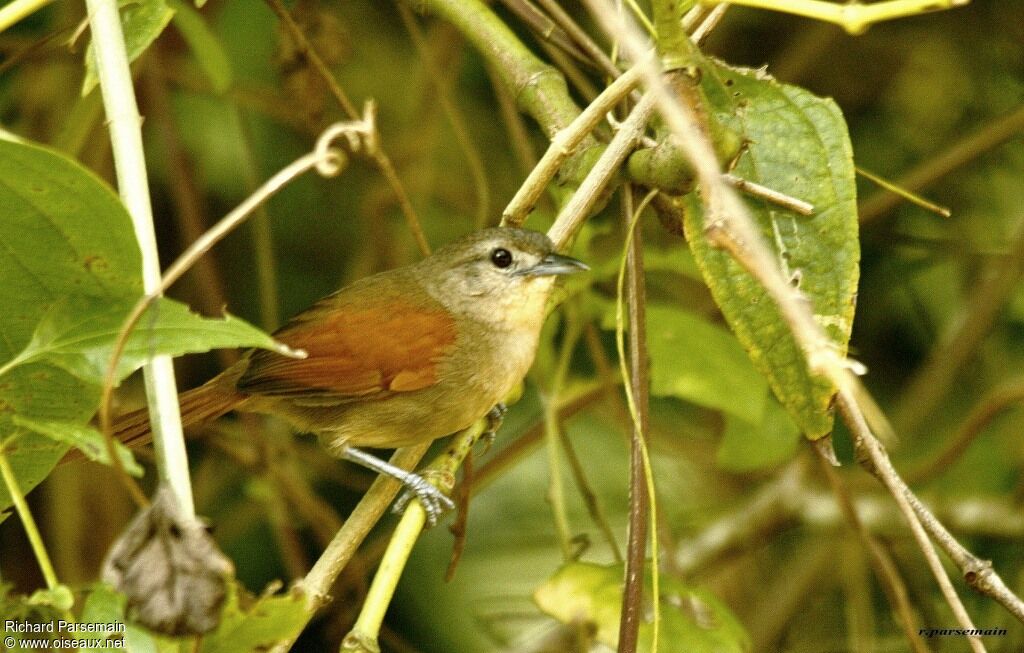 Plain-crowned Spinetailadult