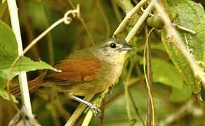 Plain-crowned Spinetail