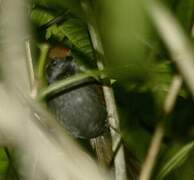 McConnell's Spinetail