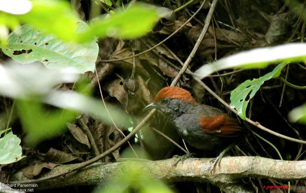 McConnell's Spinetailadult, walking, eats