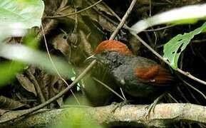 McConnell's Spinetail