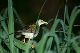 Azure Gallinule